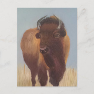Bison Postcard