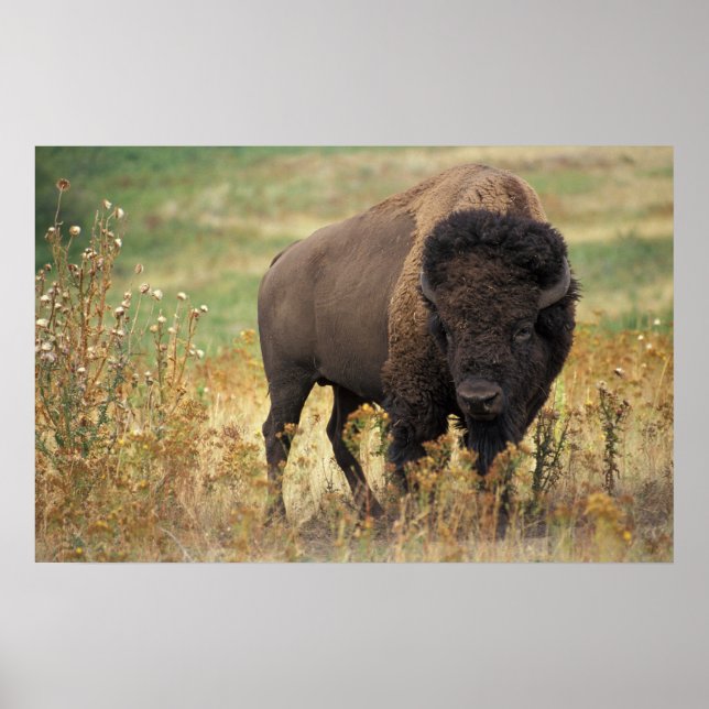 Bison Poster (Front)