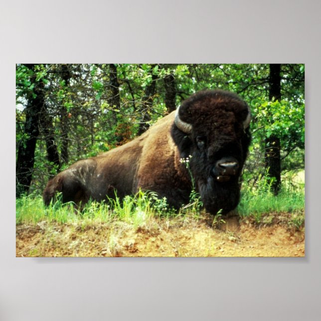 Bison Poster (Front)