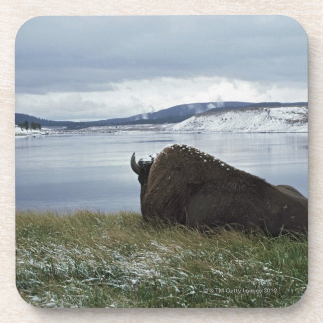 Bison Resting By Yellowstone River With Snow On Coaster (Front)