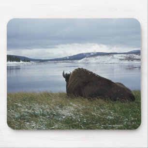 Bison Resting By Yellowstone River With Snow On Mouse Pad