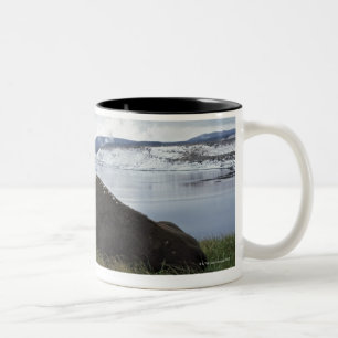 Bison Resting By Yellowstone River With Snow On Two-Tone Coffee Mug