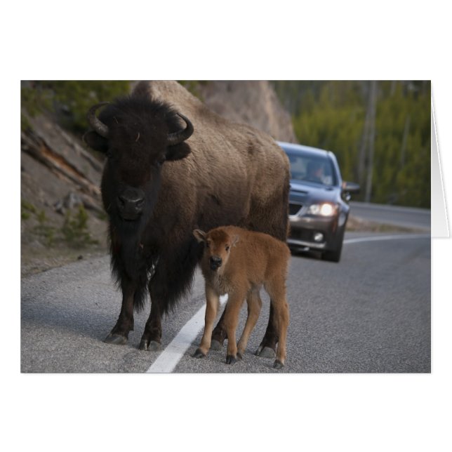 Bison Roadblock - Card (Front Horizontal)