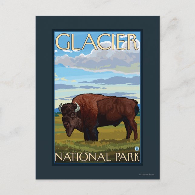 Bison Scene - Glacier National Park, MT Postcard (Front)