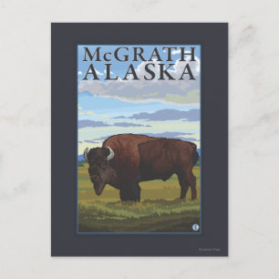Bison Scene - McGrath, Alaska Postcard