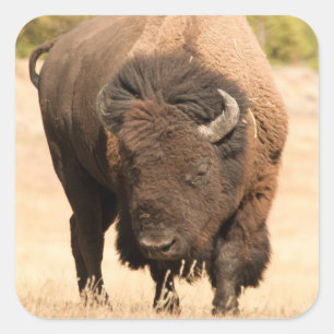 Bison Square Sticker