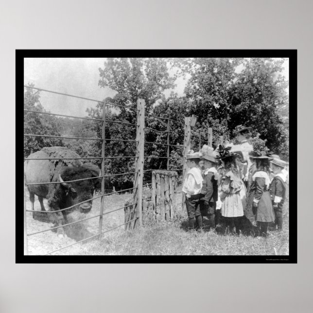 Bison Staring at Children 1899 Poster (Front)