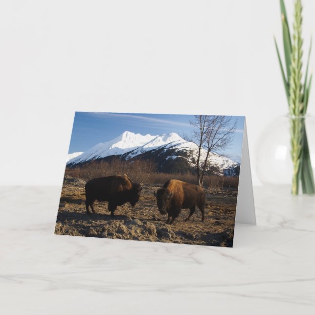 Bison Tet-a-Tet Card (Front)