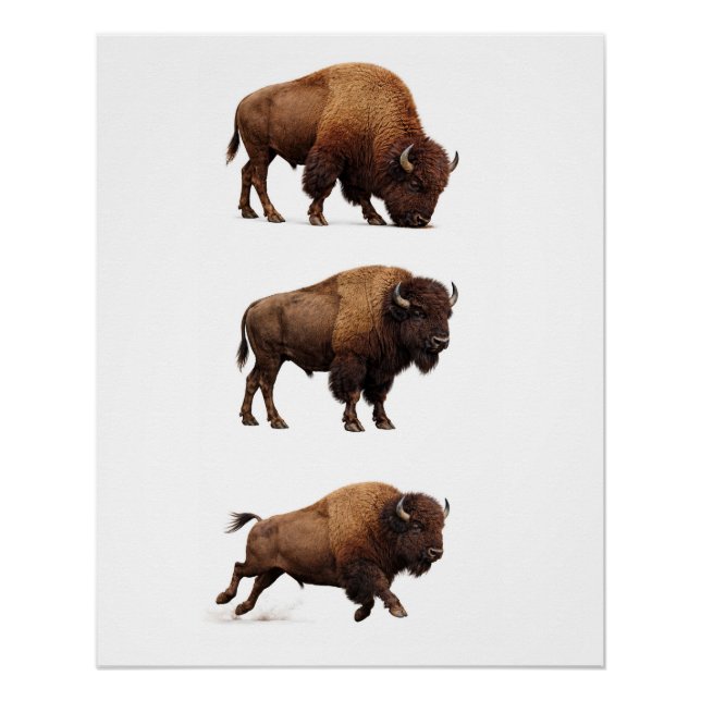 Bison Wildlife Wall Art Poster (Front)