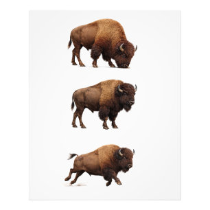 Bison Wildlife Wall Art Poster