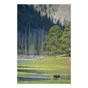 Bison with calf at Yellowstone National Park Photo Print
