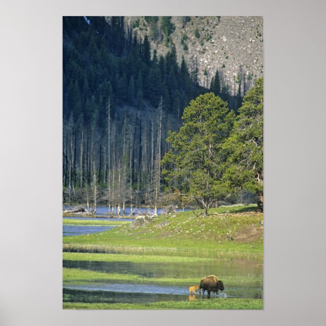 Bison with calf at Yellowstone National Park Poster (Front)
