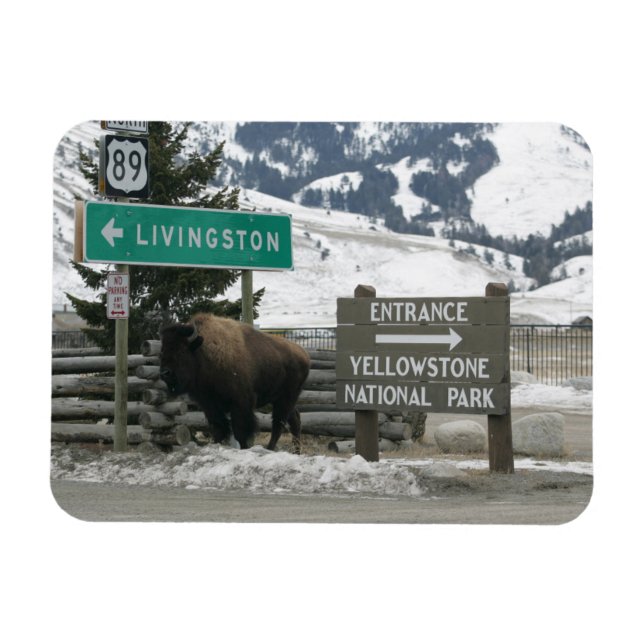 BIson, Yellowstone Entrance, Gardiner, MT Magnet (Horizontal)