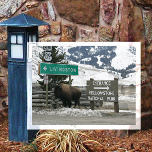 BIson, Yellowstone Entrance, Gardiner, MT Postcard
