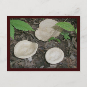 Bisquit Mushrooms Postcard
