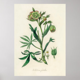 Bistort (Polygonum bistorta)  from Medical Botany  Poster