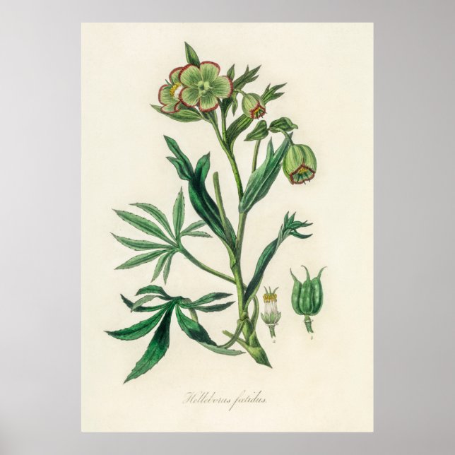 Bistort (Polygonum bistorta)  from Medical Botany  Poster (Front)