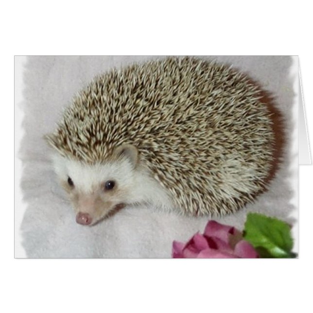 Bitsy the Hedgehog  (Front Horizontal)