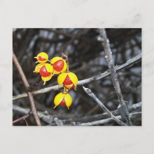 Bittersweet Berries Postcard