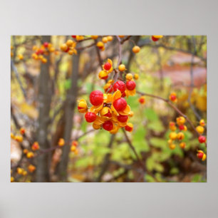 Bittersweet Berries Poster