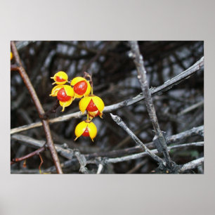 Bittersweet Berries Poster