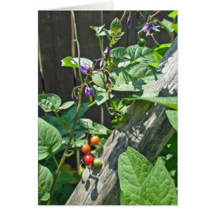 Bittersweet nightshade (Solanum dulcamara) Card