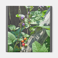 Bittersweet nightshade (Solanum dulcamara) Magnet