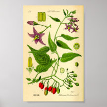 Bittersweet Nightshade (Solanum dulcamara)