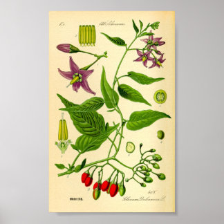 Bittersweet Nightshade (Solanum dulcamara) Poster