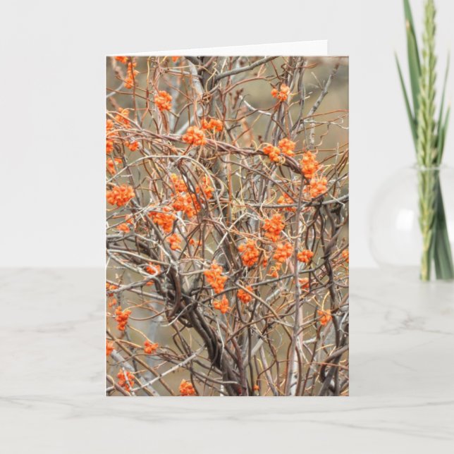 Bittersweet Note Card (Front)