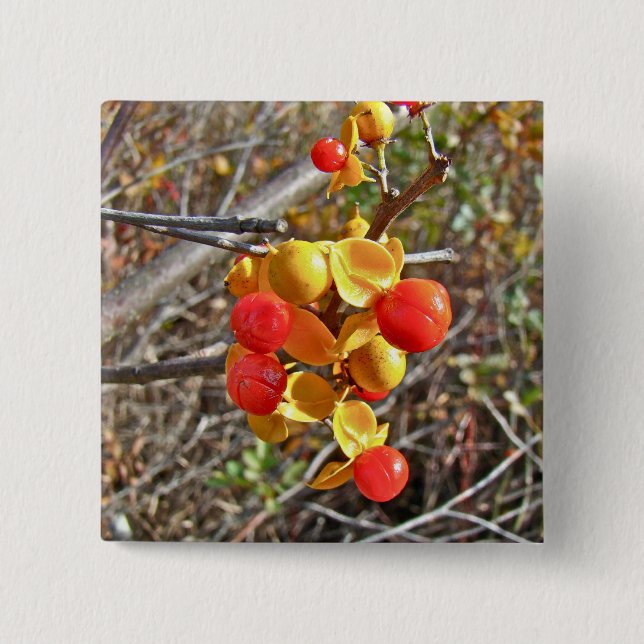 Bittersweet Vine Berries Items 15 Cm Square Badge (Front)