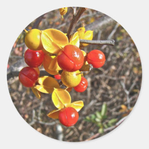 Bittersweet Vine Berries Items Classic Round Sticker
