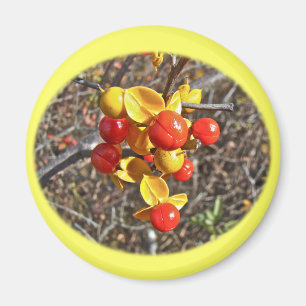 Bittersweet Vine Berries Items Magnet