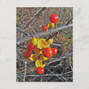 Bittersweet Vine Berries Items Postcard