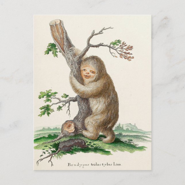 Bizarre Vintage Sloth Illustration Postcard (Front)