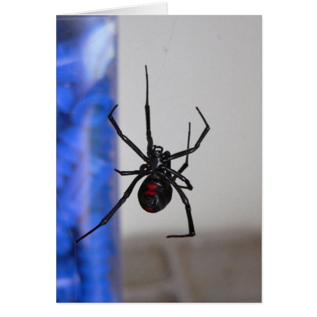Bl;ack Widow Spider (Front)