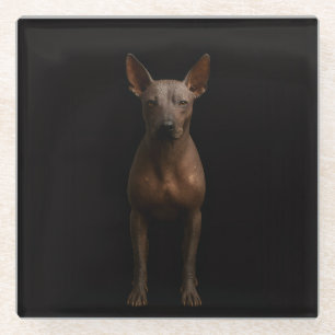 Black 4 Luxe Glass coaster, Argentina Pila Dog Coaster