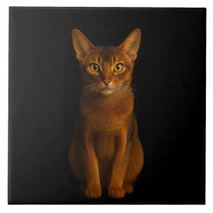 Black 4 Luxe Tile with Abyssinian Beauty