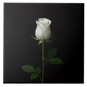 Black 4 Luxe Tile with Pure White Rose