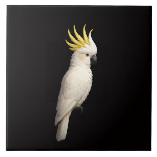 Black 4 Luxe Tile with Sulphur Crested Cockatoo