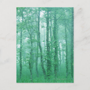 Black Alder Postcard
