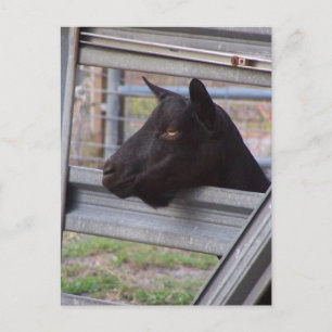 Black alpine goat doe waiting at metal gate postcard
