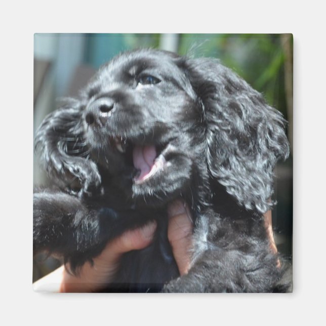 Black American Cocker Spaniel Puppy 10 weeks old Magnet (Front)