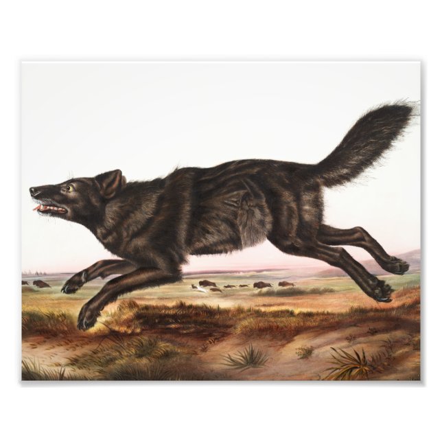 Black American Wolf (Canis lupus) Illustration Photo Print (Front)