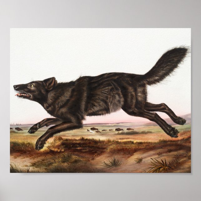 Black American Wolf (Canis lupus) Illustration Poster (Front)