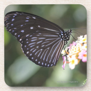 Black and blue butterfly on flower coaster