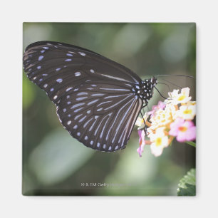 Black and blue butterfly on flower magnet