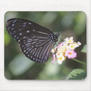 Black and blue butterfly on flower mouse pad