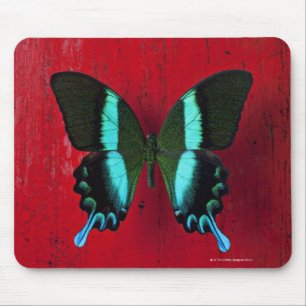 Black and blue butterfly on red wall mouse pad