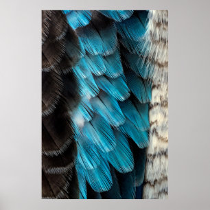 Black and blue feather poster